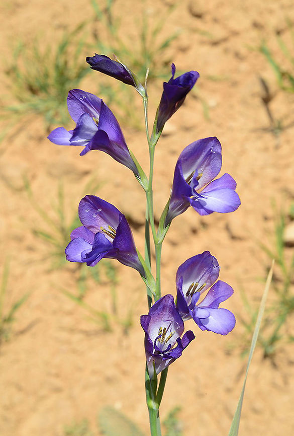 Gladiolus atroviolaceus Gladiolus atroviolaceus is common in steppes of the Middle East. It is often found as a weed in traditionally managed agricultural fields. S Jordan, fields above Dana, 1400 m. Geotagged,Gladiolus atroviolaceus,Jordan,Spring