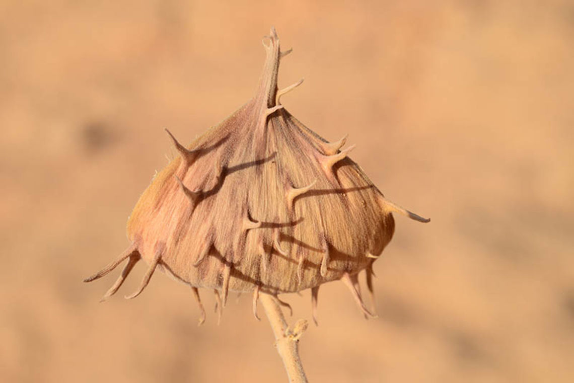 Glossonema boveanum Glossonema boveanum is a perennial of the extreme desert. It is a poisonous plant. Here you can see its dry fruit. S Israel, N Eilat Fall,Geotagged,Glossonema boveanum,Israel