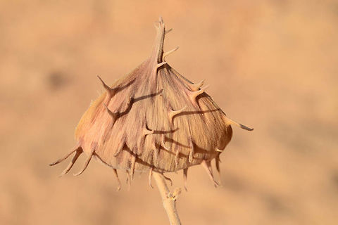 Glossonema boveanum Glossonema boveanum is a perennial of the extreme desert. It is a poisonous plant. Here you can see its dry fruit. S Israel, N Eilat Fall,Geotagged,Glossonema boveanum,Israel
