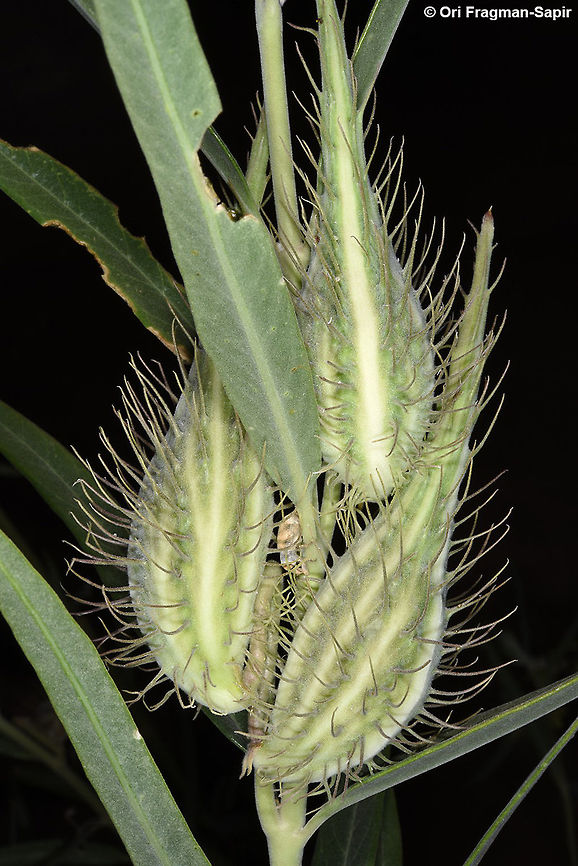 Gomphocarpus sinaicus Gomphocarpus sinaicus is a common desert perennial. It is especially common in overgrazed areas. S Jordan, Wadi Rum, near Rum village Geotagged,Gomphocarpus sinaicus,Jordan,Spring