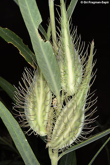 Gomphocarpus sinaicus Gomphocarpus sinaicus is a common desert perennial. It is especially common in overgrazed areas. S Jordan, Wadi Rum, near Rum village Geotagged,Gomphocarpus sinaicus,Jordan,Spring
