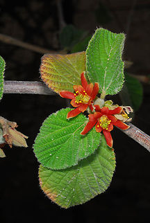 Grewia villosa Grewia villosa is a tropical shrub. In Israel it is extremely rare in the Dead Sea area. Israel, Dead Sea area, Ein gedi - Nahal Arugot Geotagged,Grewia villosa,Israel,Spring,villosa