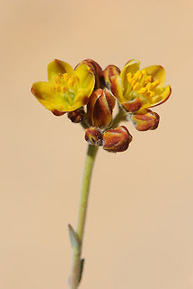 Haplophyllum poorei Haplophyllum poorei is a narrow endemic of the desert highlands of S Israel and S Jordan. S Israel, Negev Highlands, N Elot Haplophyllum poorei,Rutaceae,Sapindales