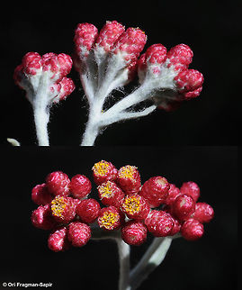 Helichrysum sanguineum Helichrysum sanguineum is one of the only red flowered species in its genus. In Israel it is rather common and protected. C Israel, Hakdoshim Forest. C Israel, Hakdoshim Forest Geotagged,Helichrysum sanguineum,Red Everlasting,Spring