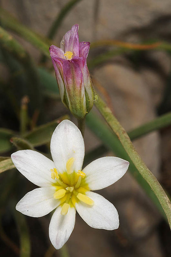Gagea libanotica Gagea libanotica is a small delightful bulb, found from Lebanon to Syria, Israel and Jordan. Mt Hermon, Har Habushit, 1800m Gagea libanotica,Geotagged,Spring