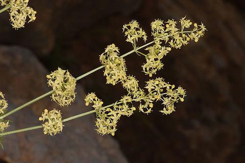 Galium libanoticum Galium libanoticum is a common perennial in the heights of Mt Hermon. Mt Hermon 1650m Galium libanoticum,Galliet du Liban,Geotagged,Summer