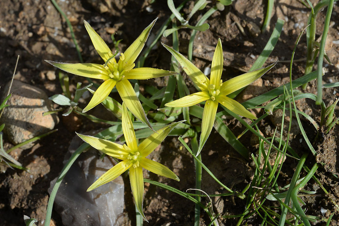 Gagea fibrosa Gagea fibrosa is a common small bulb of the transition zone between the desert and the Mediterranean regions. Mishor Adumim Gagea fibrosa,Geotagged,Winter
