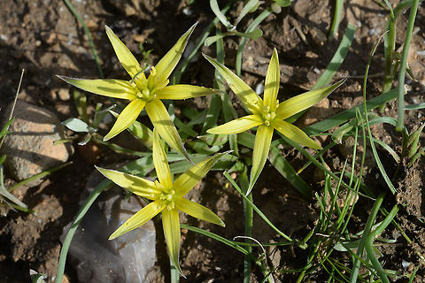 Gagea fibrosa Gagea fibrosa is a common small bulb of the transition zone between the desert and the Mediterranean regions. Mishor Adumim Gagea fibrosa,Geotagged,Winter