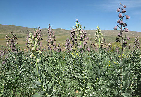 Fritillaria persica Fritillaria persica is a common plant in the mountains of the Middle East. In Tel Krayot (S Israel) there is a multicolored population.  Fritillaria persica,Geotagged,Israel,Winter