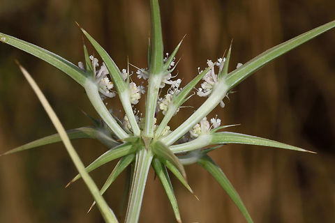 Exoacantha heterophylla Exoacantha heterophylla is a beautiful thistle form the Apiaceae plant family, found in deep alluvial soils. N Golan, E of Mt Bental Exoacantha heterophylla,Geotagged,Summer