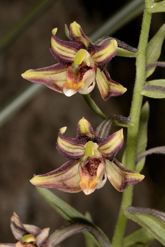 Epipactis veratrifolia Epipactis veratrifolia is a special orchid that penetrates the desert in oases. S Jordan, S Dead sea, Wadi El Wadia Epipactis veratrifolia,Geotagged,Jordan,Spring