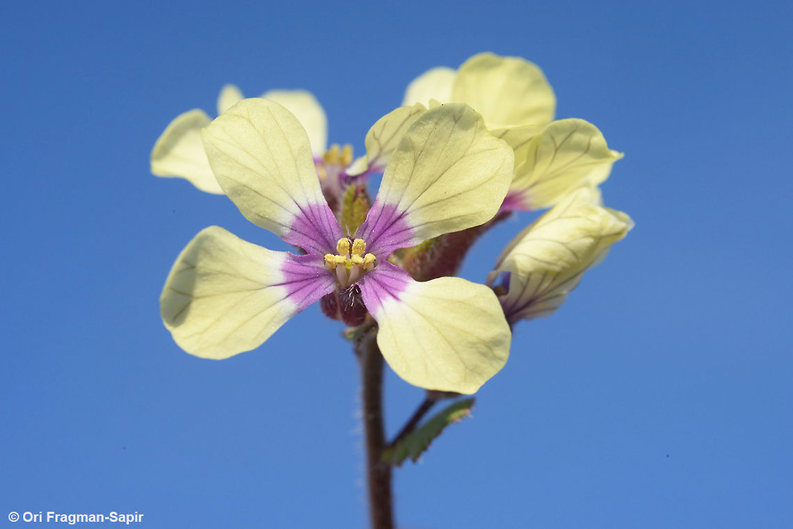 Enarthrocarpus strangulatus Enarthrocarpus strangulatus is a common weed in the desert. S Israel, Mamshit Sands Enarthrocarpus strangulatus,Geotagged,Israel,Winter