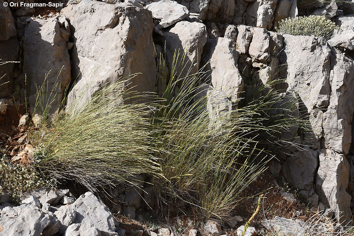 Elymus libanoticus Elymus libanoticus is a common perennial grass of Mt Hermon heights. Lower Duvdevan ridge Elymus libanoticus,Geotagged,Spring