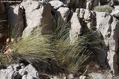Elymus libanoticus Elymus libanoticus is a common perennial grass of Mt Hermon heights. Lower Duvdevan ridge Elymus libanoticus,Geotagged,Spring