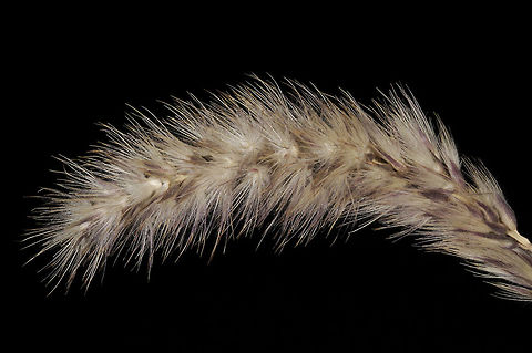 Enneapogon persicus Enneapogon persicus is a widespread perennial grass. In Usrael region it is very rare and endangered. N Dead sea rea - road to Mezokei Dragot Enneapogon persicus,Geotagged,Winter