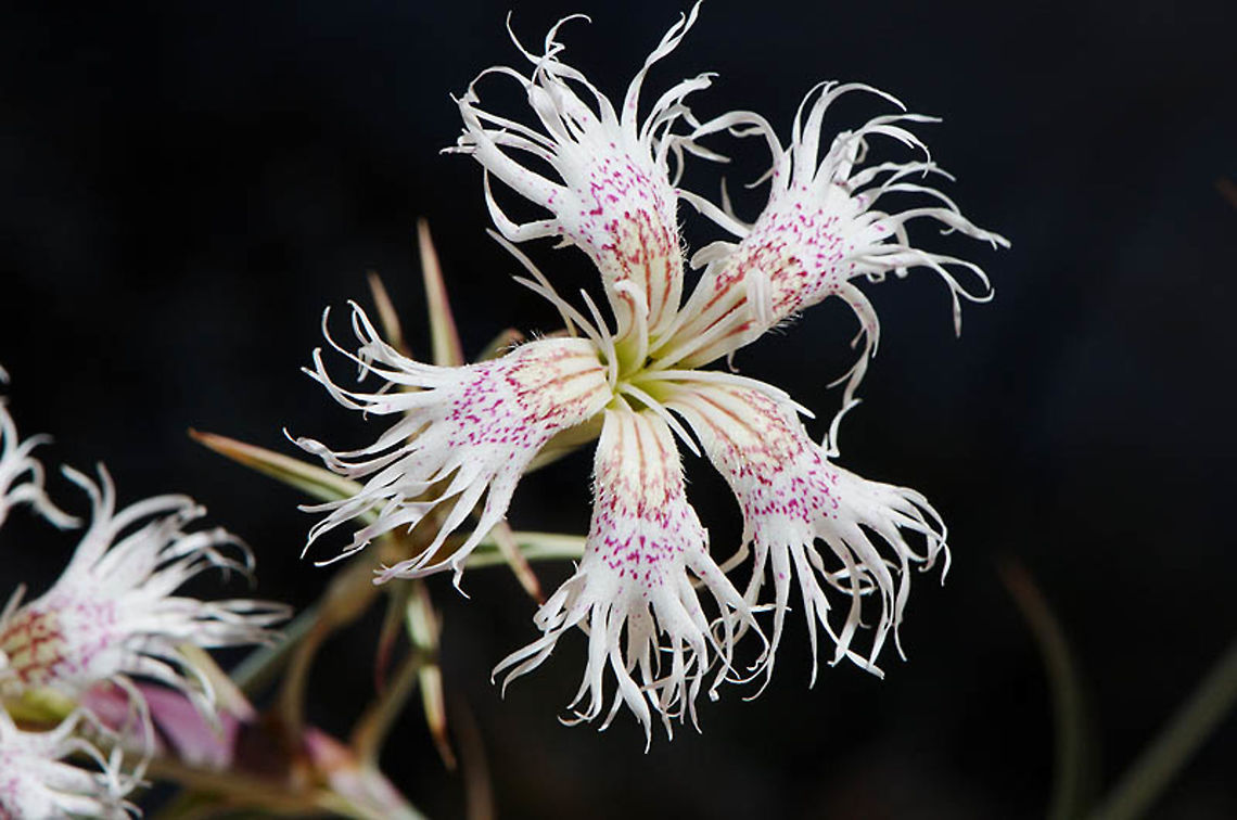 Dianthus libanotis Dianthus libanotis  is a striking flower of the arid Middle East Mountains. Mt Hermon, Salam Doline Dianthus libanotis,Geotagged,Summer