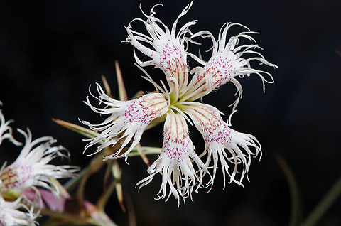 Dianthus libanotis Dianthus libanotis  is a striking flower of the arid Middle East Mountains. Mt Hermon, Salam Doline Dianthus libanotis,Geotagged,Summer