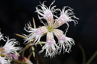 Dianthus libanotis Dianthus libanotis  is a striking flower of the arid Middle East Mountains. Mt Hermon, Salam Doline Dianthus libanotis,Geotagged,Summer