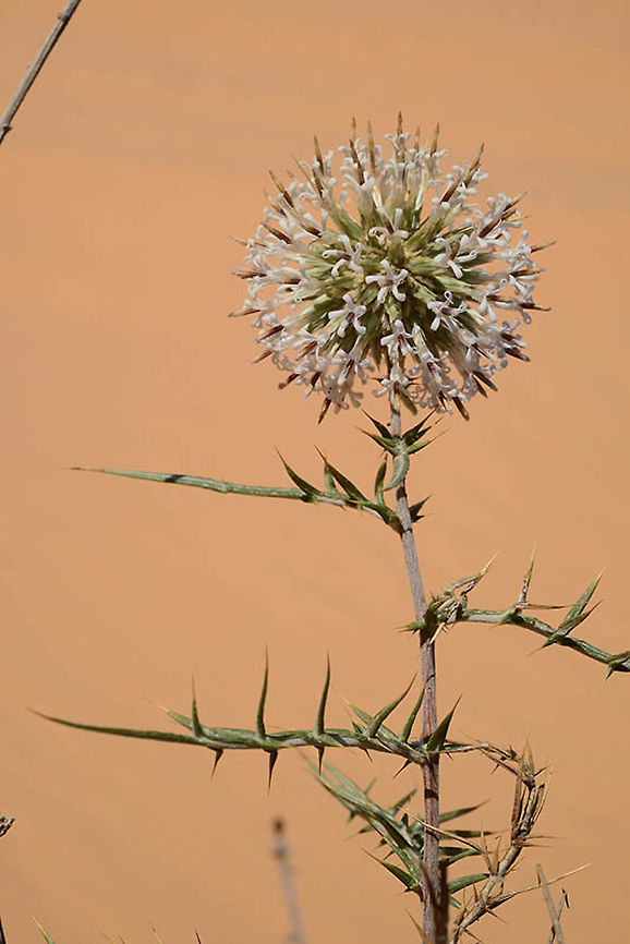 Echinops philistaeus Echinops philistaeus is an endemic pereennial of the coastal sands of Israel and Siani (Egypt). S Israel, Shunra Sands Echinops philistaeus
