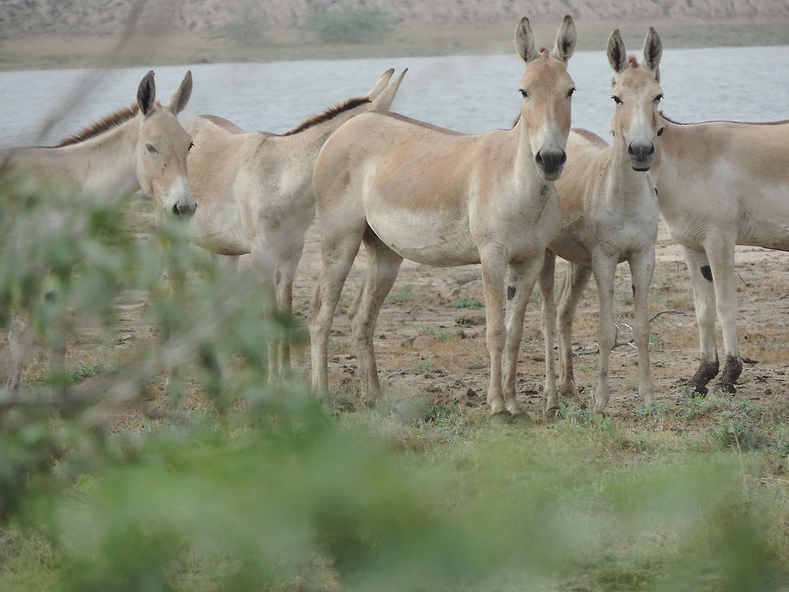 Equus hemionus ssp khur Herds of the Indian wild ass roam the salines of NW India. India, Gujarat, Little Rann of Kutch Equus hemionus khur,Geotagged,India,Indian wild ass,Summer