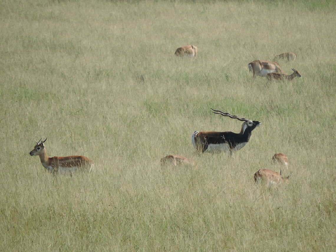 Antilope cervicapra Antilope cervicapra (blackbuck) is one of India&#039;s most impressive mammals. India, Gujarat, Black Buck National Park Antilope cervicapra,Blackbuck,Fall,Geotagged,India