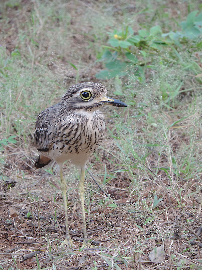 Burhinus indicus Burhinus indicus is a common bird, though it is perfectly camouflaged and difficult to see. India, Gujarat, Gir Burhinus indicus,Indian stone-curlew