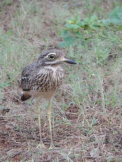 Burhinus indicus Burhinus indicus is a common bird, though it is perfectly camouflaged and difficult to see. India, Gujarat, Gir Burhinus indicus,Indian stone-curlew