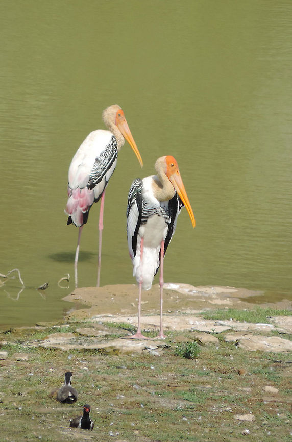 Mycteria leucocephala Mycteria leucocephala is a common stork in S Asia. W India, Gujarat, Bhuj Geotagged,India,Mycteria leucocephala,Painted Stork,Summer