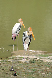 Mycteria leucocephala Mycteria leucocephala is a common stork in S Asia. W India, Gujarat, Bhuj Geotagged,India,Mycteria leucocephala,Painted Stork,Summer