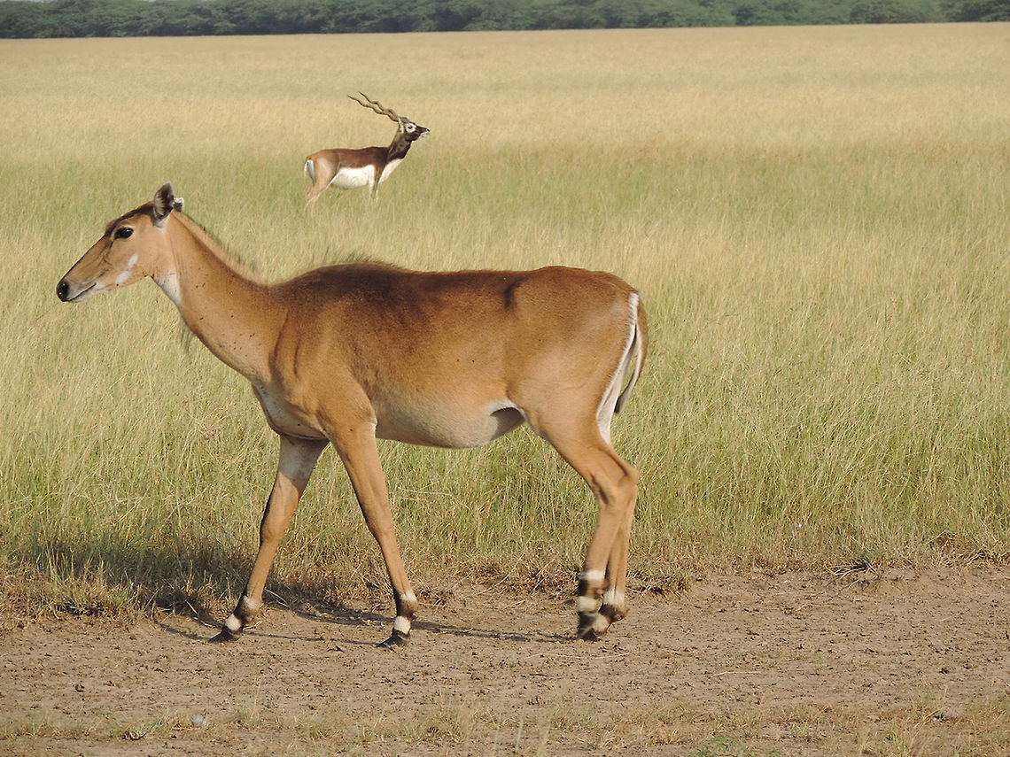 Boselaphus tragocamelus Boselaphus tragocamelus (Nilgai) is the largest anthe,lope of India. Gujarat, Black Buck National Park Boselaphus tragocamelus,Fall,Geotagged,India,Nilgai
