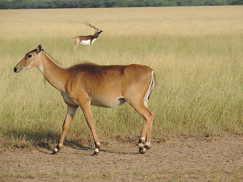 Boselaphus tragocamelus Boselaphus tragocamelus (Nilgai) is the largest anthe,lope of India. Gujarat, Black Buck National Park Boselaphus tragocamelus,Fall,Geotagged,India,Nilgai