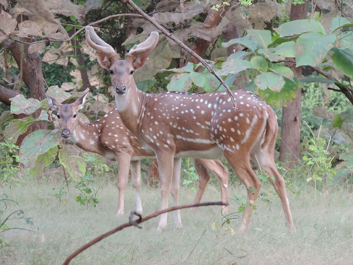 Axis axis Axis axis is common in India, Gujarat, Gir Axis axis,Axis deer,Fall,Geotagged,India
