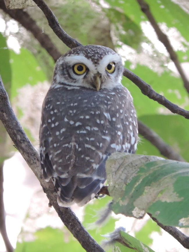Athene brama Athene brama is a tiny owl. I was lucky to trace it in the forest : India, Gujarat, Gir Athene brama,Fall,Geotagged,India,Spotted Owlet