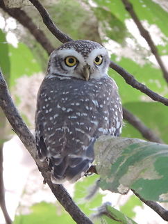 Athene brama Athene brama is a tiny owl. I was lucky to trace it in the forest : India, Gujarat, Gir Athene brama,Fall,Geotagged,India,Spotted Owlet