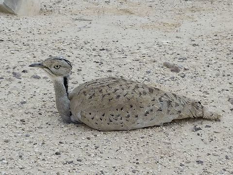Chlamydotis undulata A large desert bustard. This one is an escape from Jordan.  Geotagged,Houbara bustard,Israel,Winter,undulata