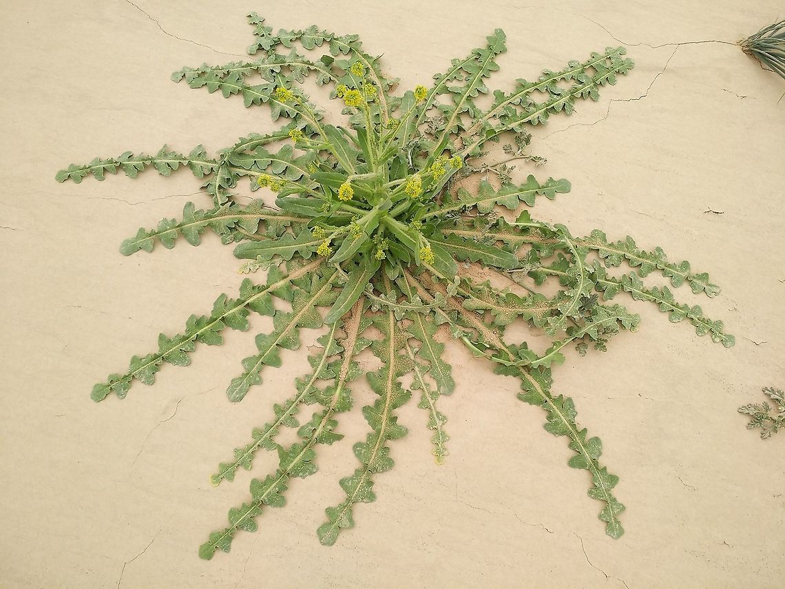 Schimpera arabica A common annual of desert sands.  Geotagged,Israel,Schimpera arabica,Winter