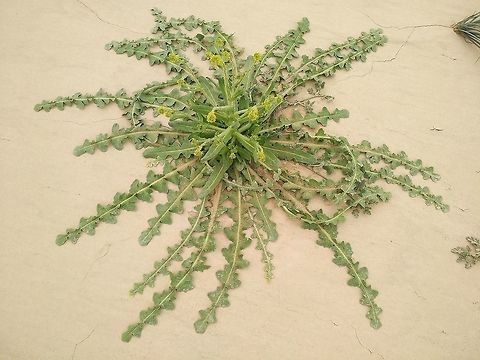 Schimpera arabica A common annual of desert sands.  Geotagged,Israel,Schimpera arabica,Winter