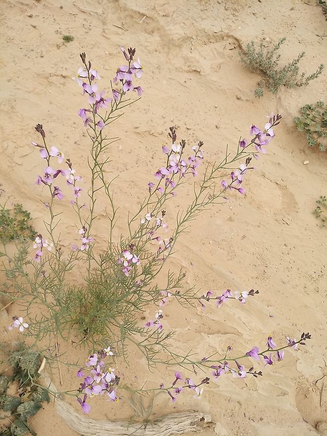 Pseuderucaria clavata A nice annual of the extreme desert.  Geotagged,Israel,Pseuderucaria clavata,Winter