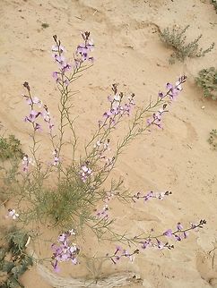 Pseuderucaria clavata