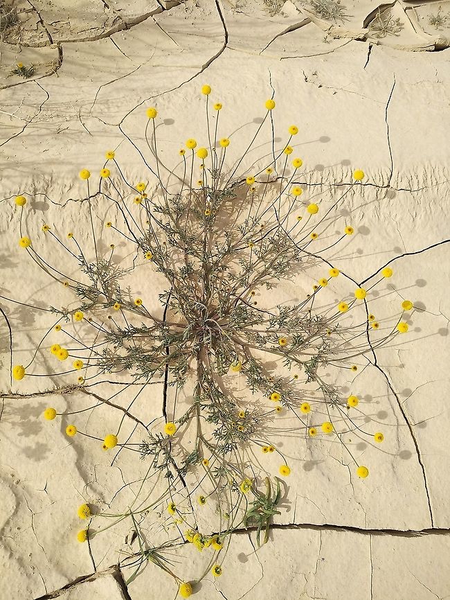 Aaronsohnia factorovskyi A delicate annual of the N Arabian deserts.  Aaronsohnia factorovskyi,Geotagged,Israel,Winter