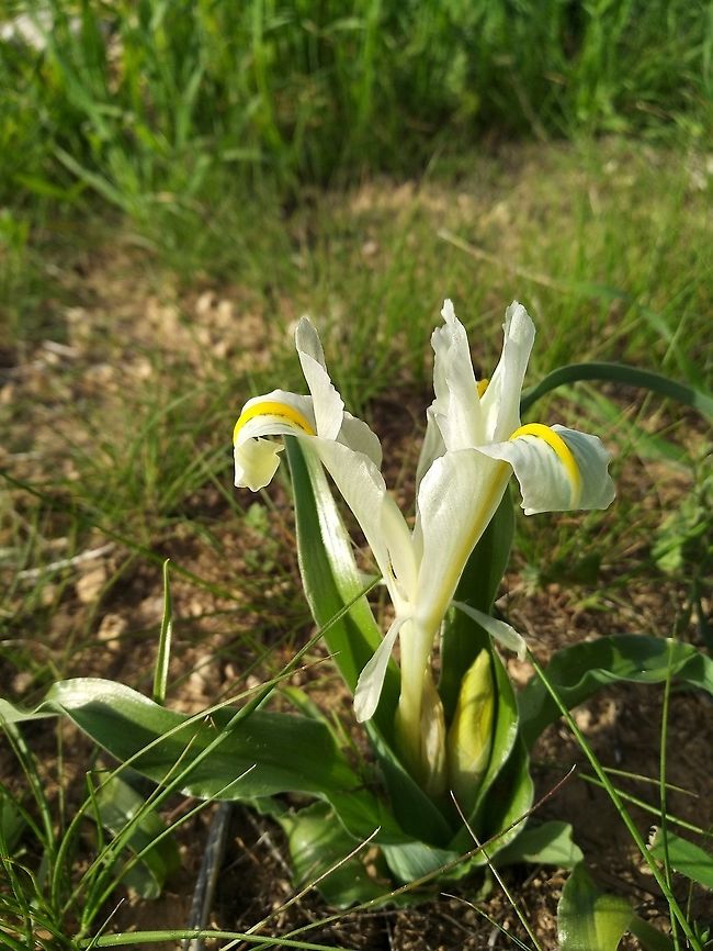 Iris palaestina An endemic of Israel and its neighbours.  Geotagged,Iris palaestina,Israel,Winter