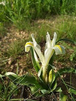 Iris palaestina An endemic of Israel and its neighbours.  Geotagged,Iris palaestina,Israel,Winter