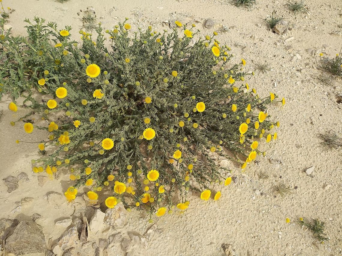 Pulicaria incisa A common desert perennial.  Geotagged,Israel,Pulicaria incisa,Winter
