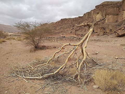 Acacia tortilis Life and death in the e treme desert.  Acacia tortilis,Geotagged,Israel,Umbrella thorn acacia,Winter
