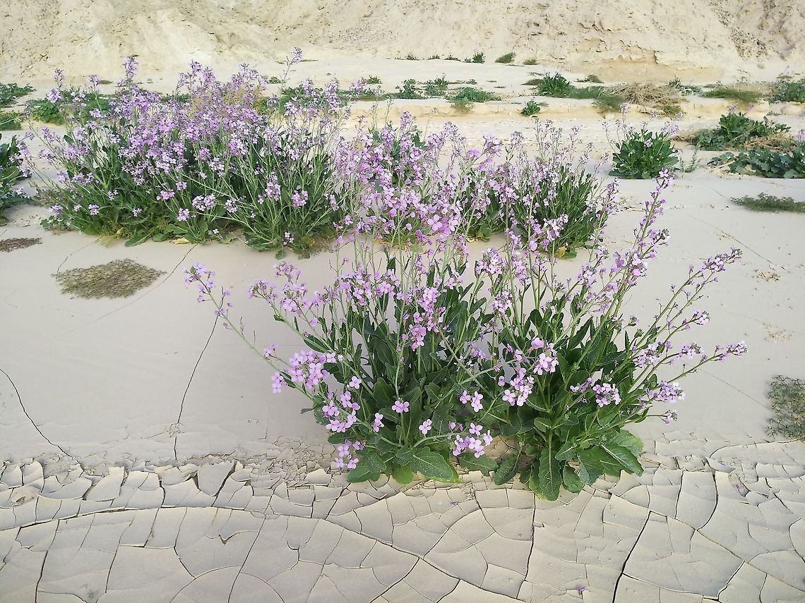 Diplotaxis acris Bloom in the extreme desert.  Diplotaxis acris,Geotagged,Israel,Winter