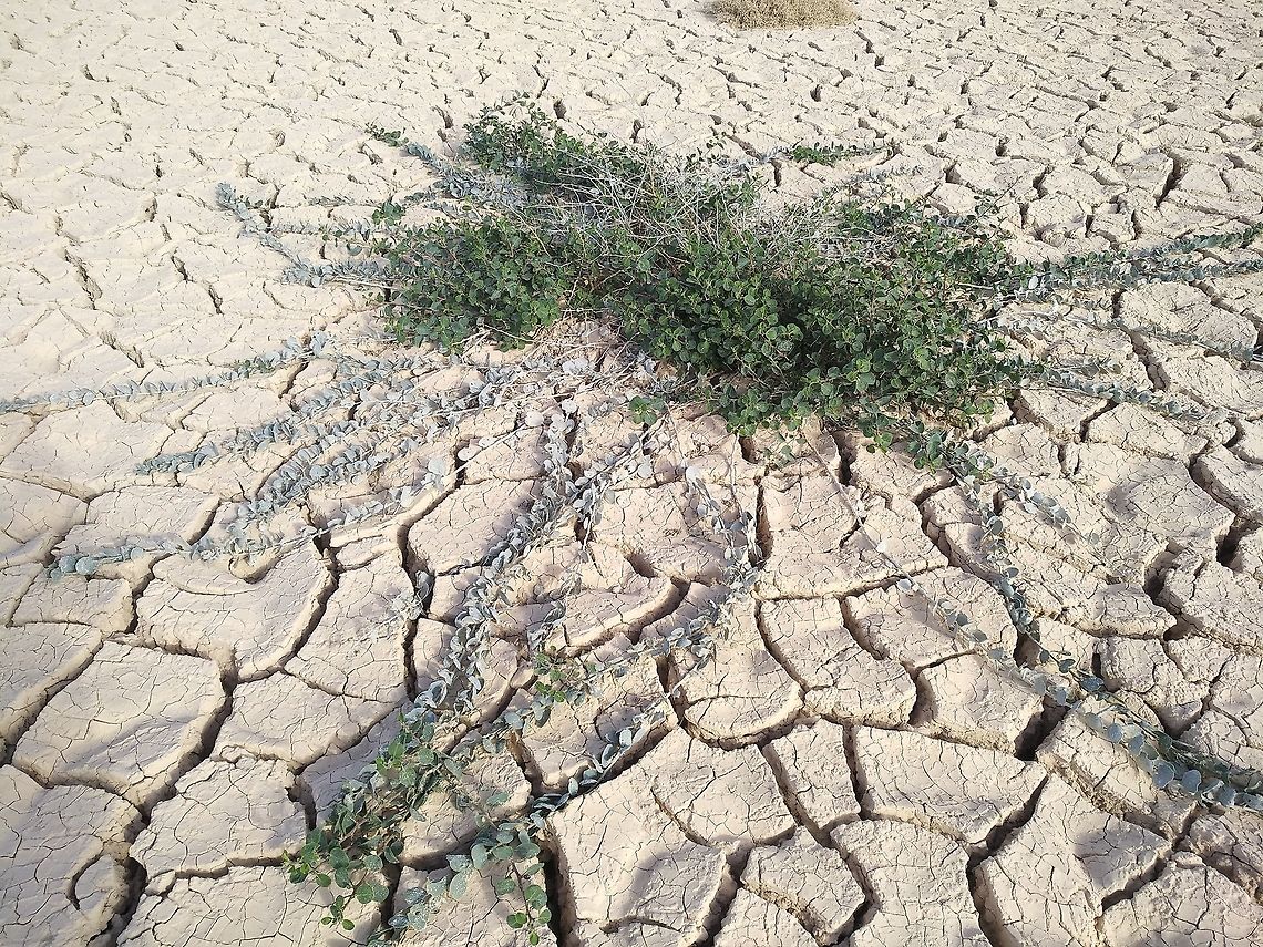 Capparis aegyptia The Egyptian caper is a common desert shrub. In the picture u can see bluish mature leaves that survived the summer and new green growth.  Capparis aegyptia,Egyptian Caper,Geotagged,Israel,Winter
