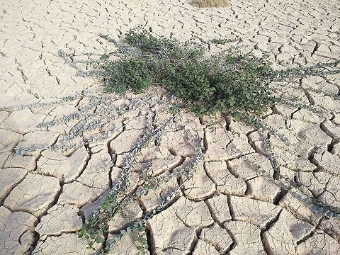 Capparis aegyptia The Egyptian caper is a common desert shrub. In the picture u can see bluish mature leaves that survived the summer and new green growth.  Capparis aegyptia,Egyptian Caper,Geotagged,Israel,Winter