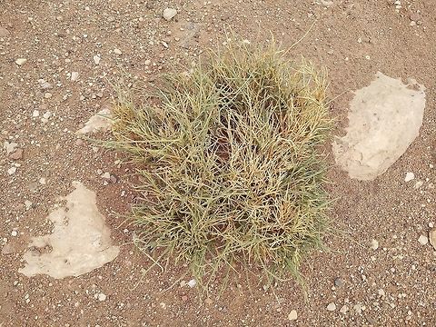 Crotalaria aegyptiaca Crotalaria aegyptiaca is a sub-shrub of the extreme desert. Here u can see it in an area that did not get any rain this year. Beling leafless helps it to survive long dry years.  Crotalaria aegyptiaca,Geotagged,Israel,Winter