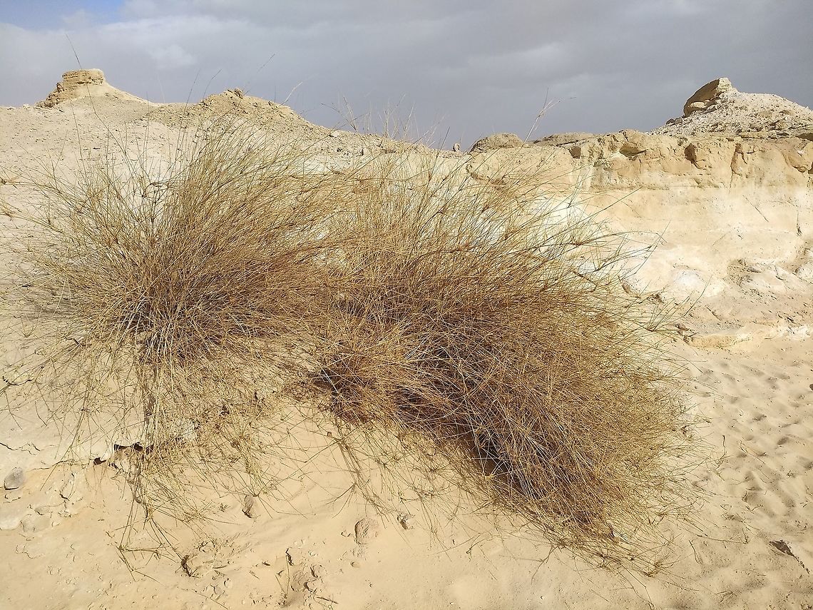 Panicum turgidum Panicum turgidum is a desert perennial grass.  Geotagged,Israel,Panicum turgidum,Winter