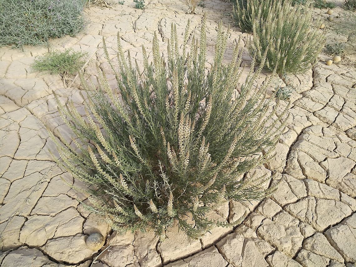 Reseda stenostachya A common perennial of the extreme desert.  Geotagged,Israel,Reseda stenostachya,Winter